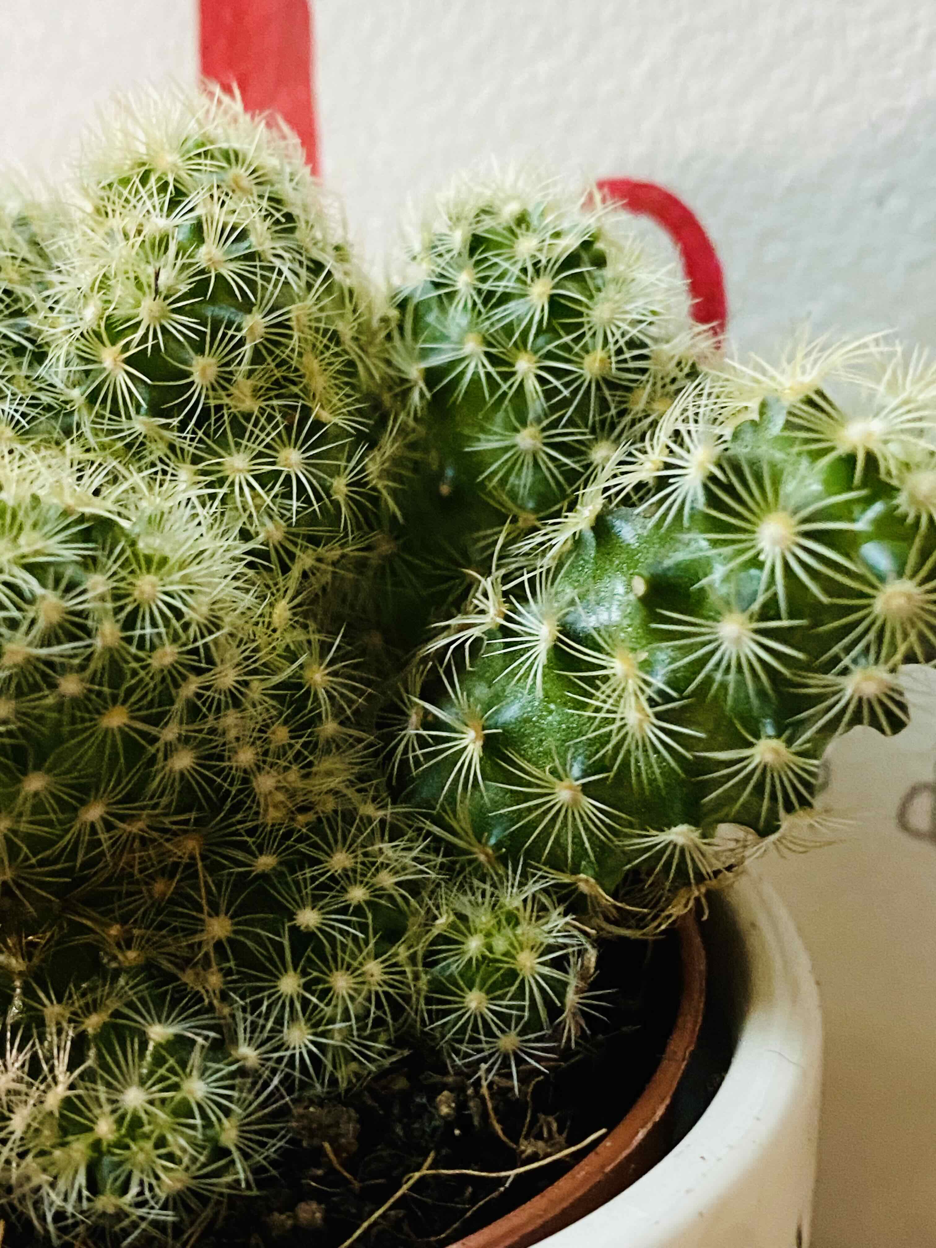 Missouri Foxtail Cactus in a pot, vibrant green with well-defined spines.