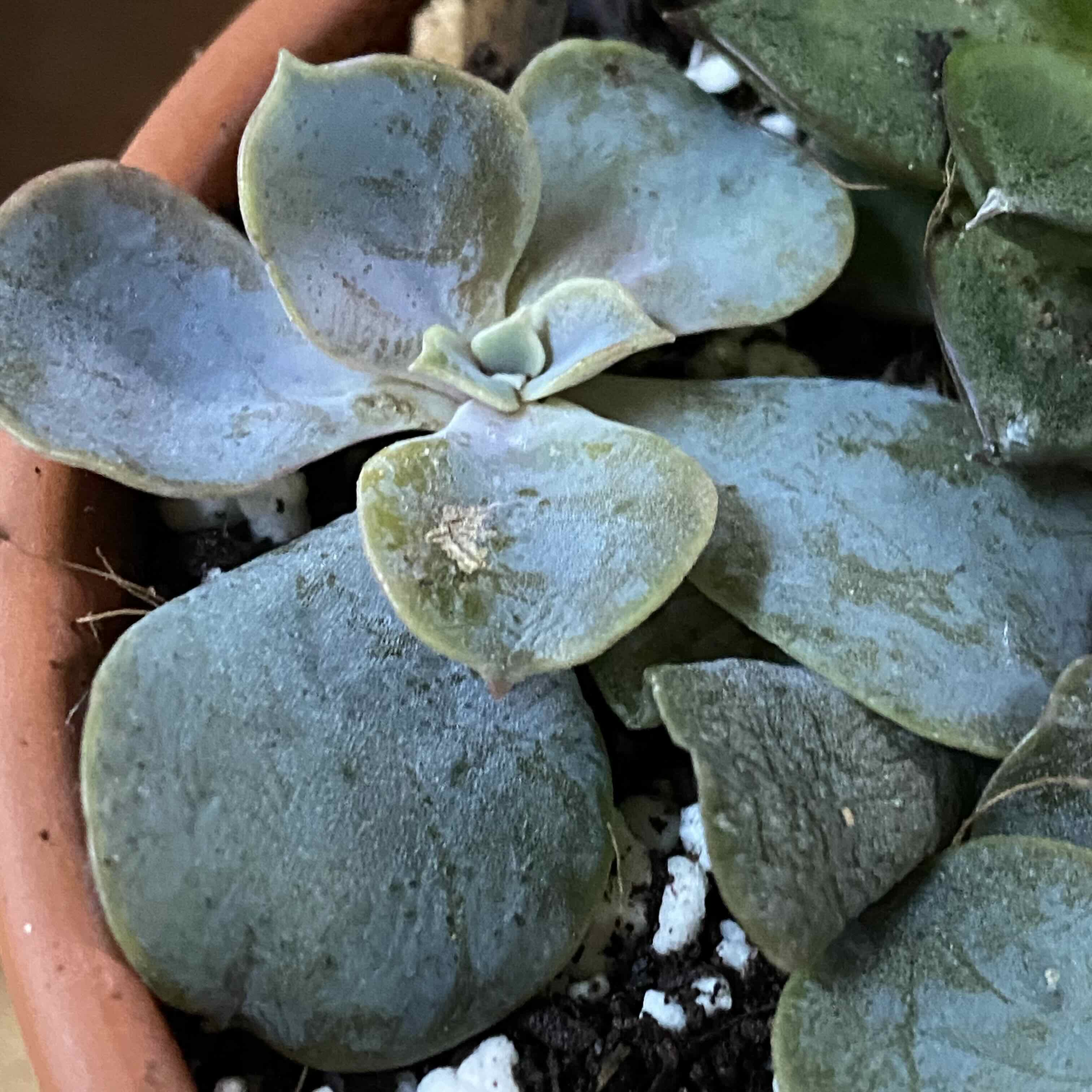 Photo of the plant species Echeveria 'Magic Red' by @MothGoblin named Tardigrade on Greg, the plant care app