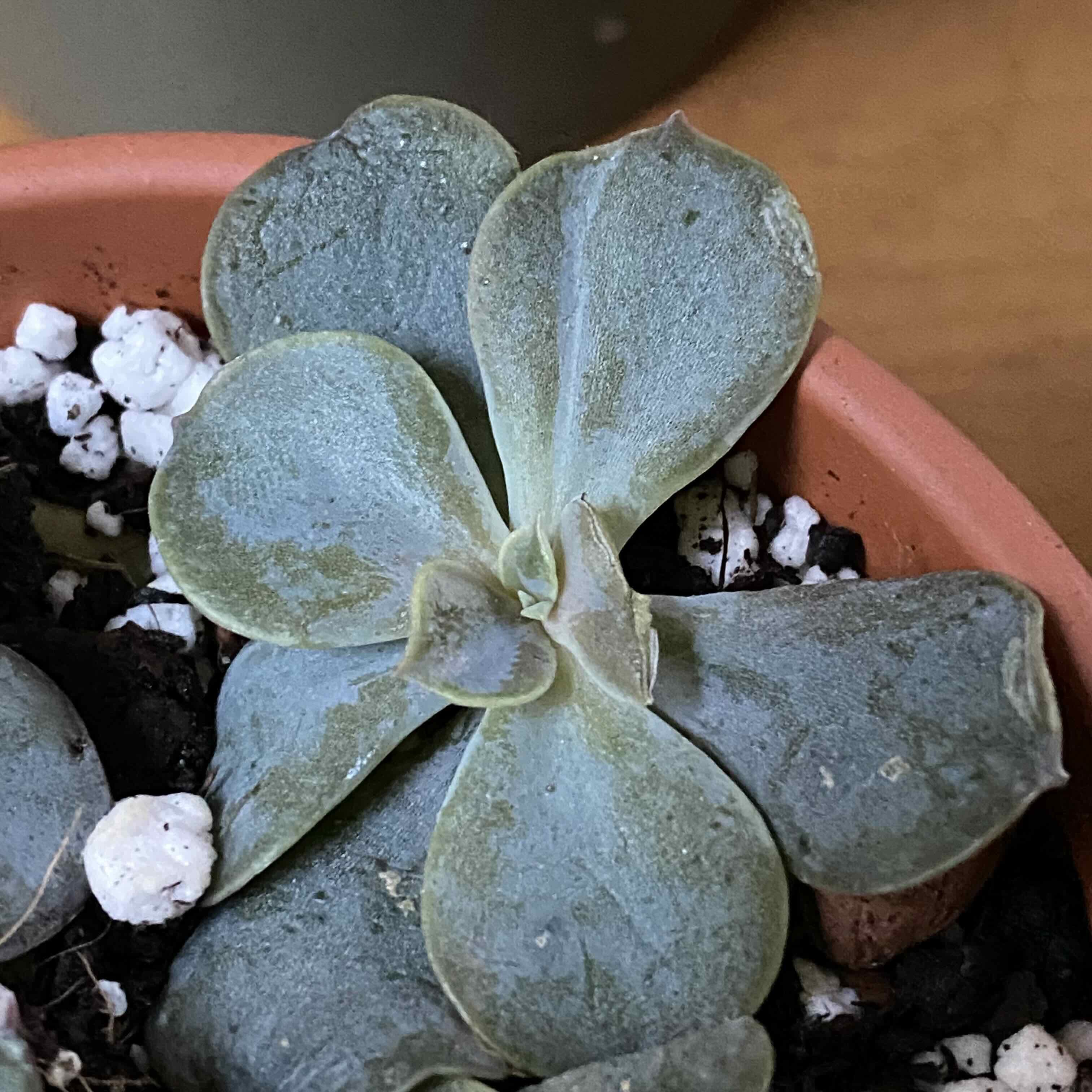 Photo of the plant species Echeveria 'Magic Red' by @MothGoblin named TLC Eche#2 on Greg, the plant care app