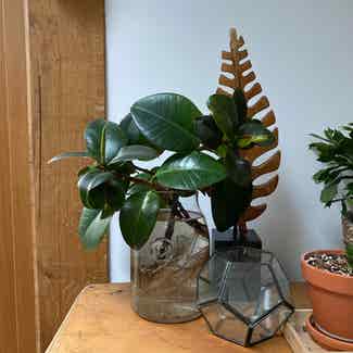 Rubber Plant plant in Dorset, England