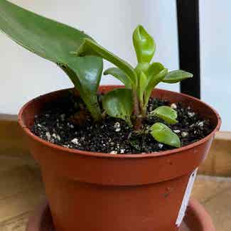 Baby Rubber Plant plant in Dorset, England