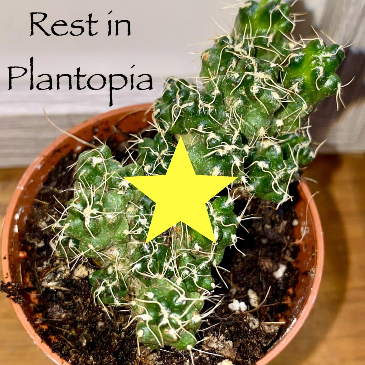 Photo of the plant species Maihueniopsis Subterranea by @MothGoblin named Razor Rash on Greg, the plant care app