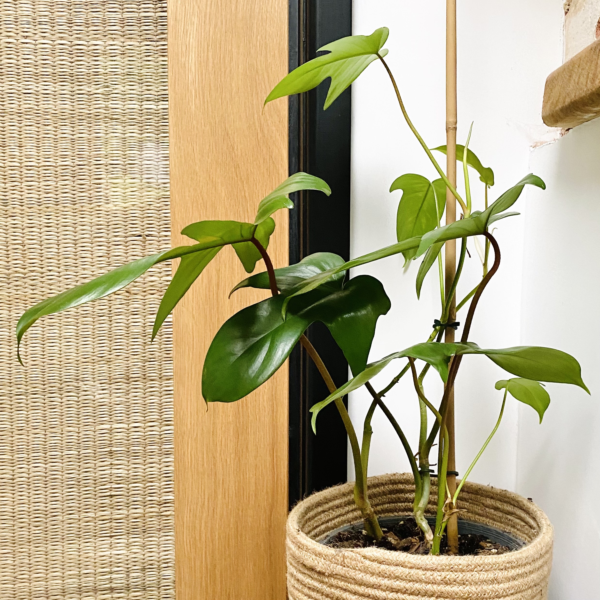 Philodendron Pedatum plant in a woven basket, healthy green leaves, well-framed.