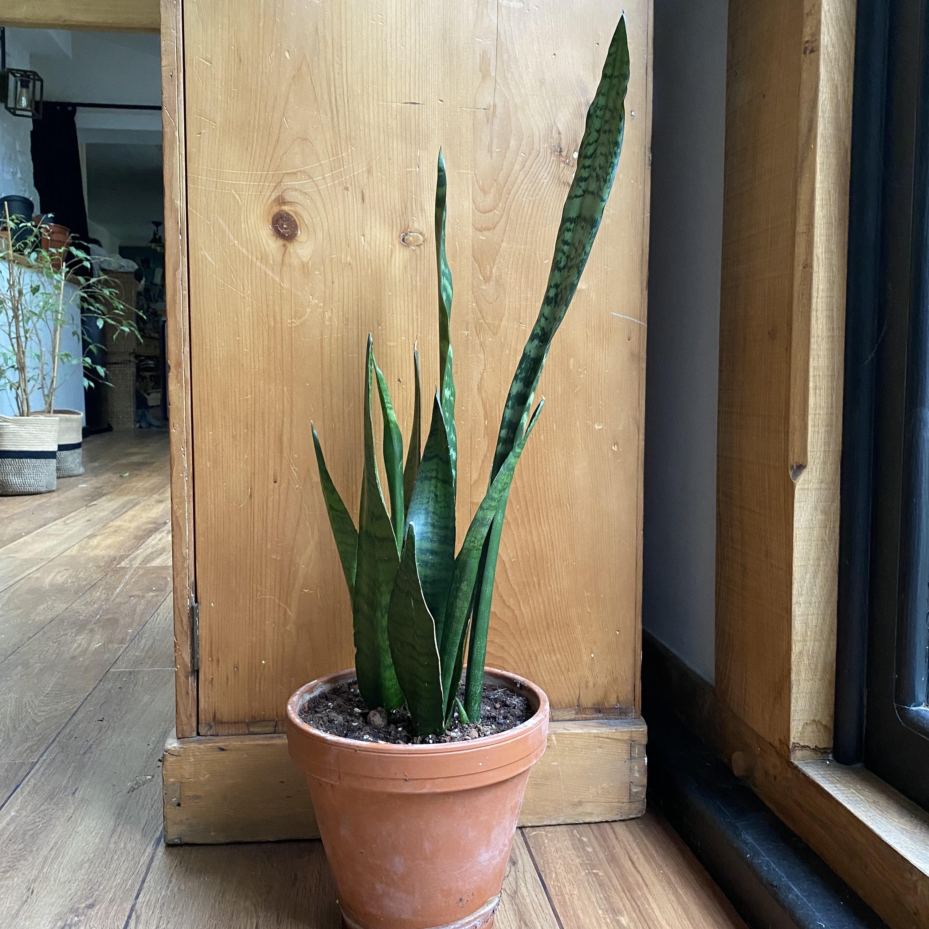 Futura Robusta Snake Plant plant photo by @MothGoblin named Dragon-once-Snake on Greg, the plant care app.