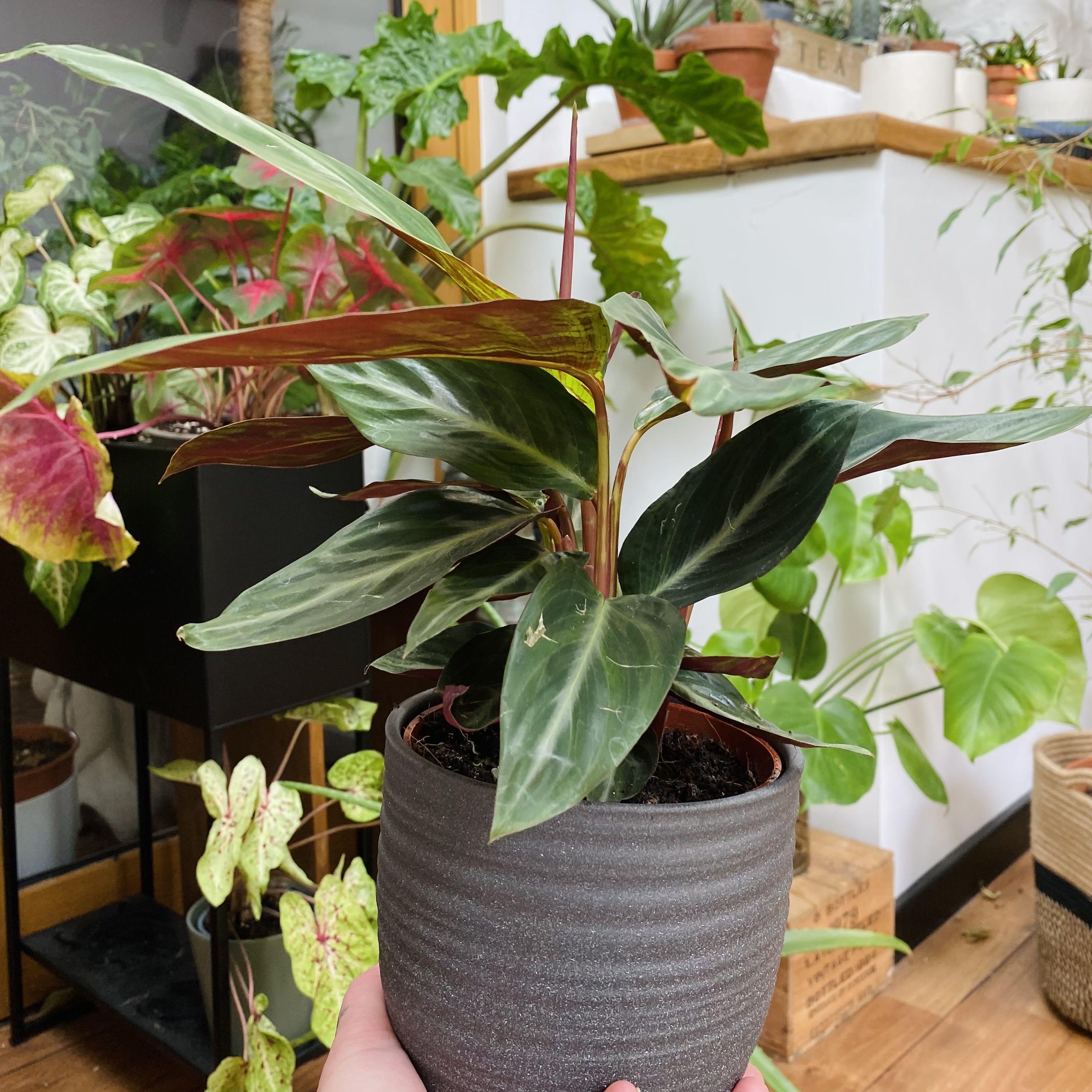 Stromanthe sanguinea 'Tricolor' plant in a pot with vibrant, variegated leaves.