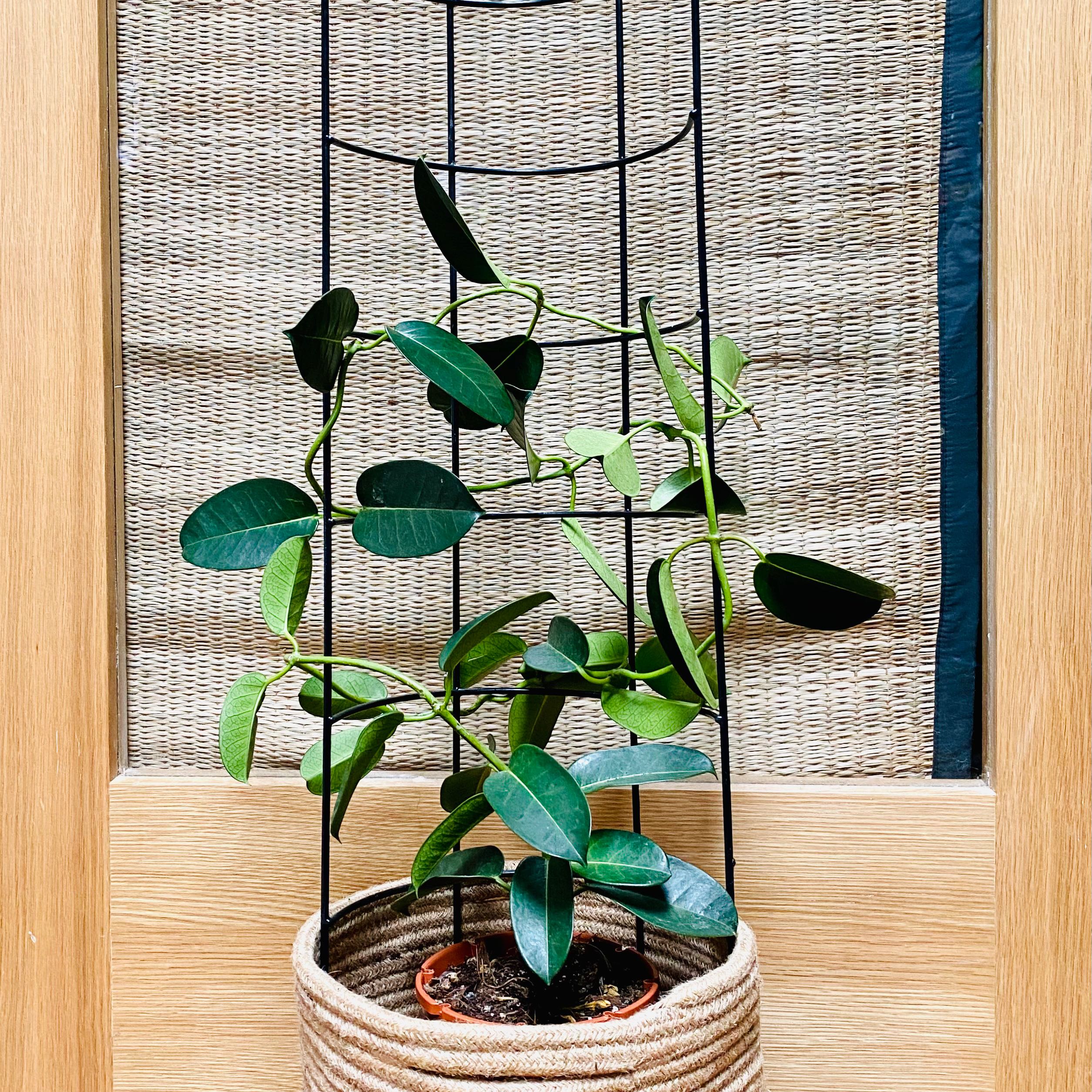 Stephanotis plant in a woven basket with a metal trellis, healthy green leaves.