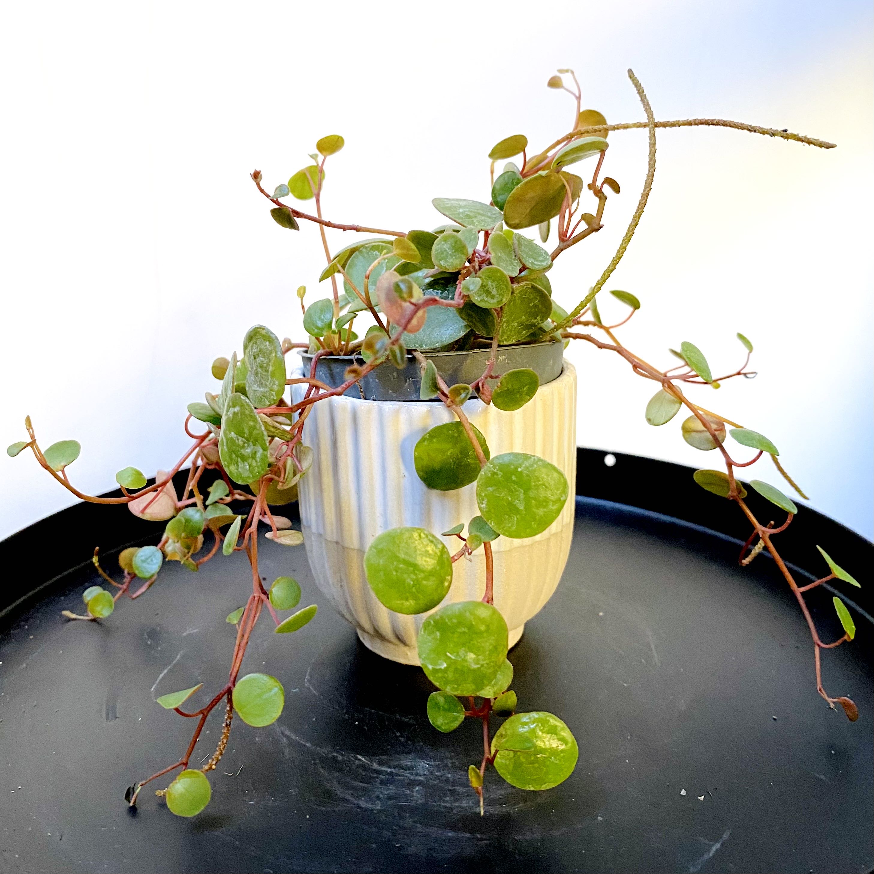 Peperomia 'Pepperspot' plant in a small pot with vibrant green leaves.