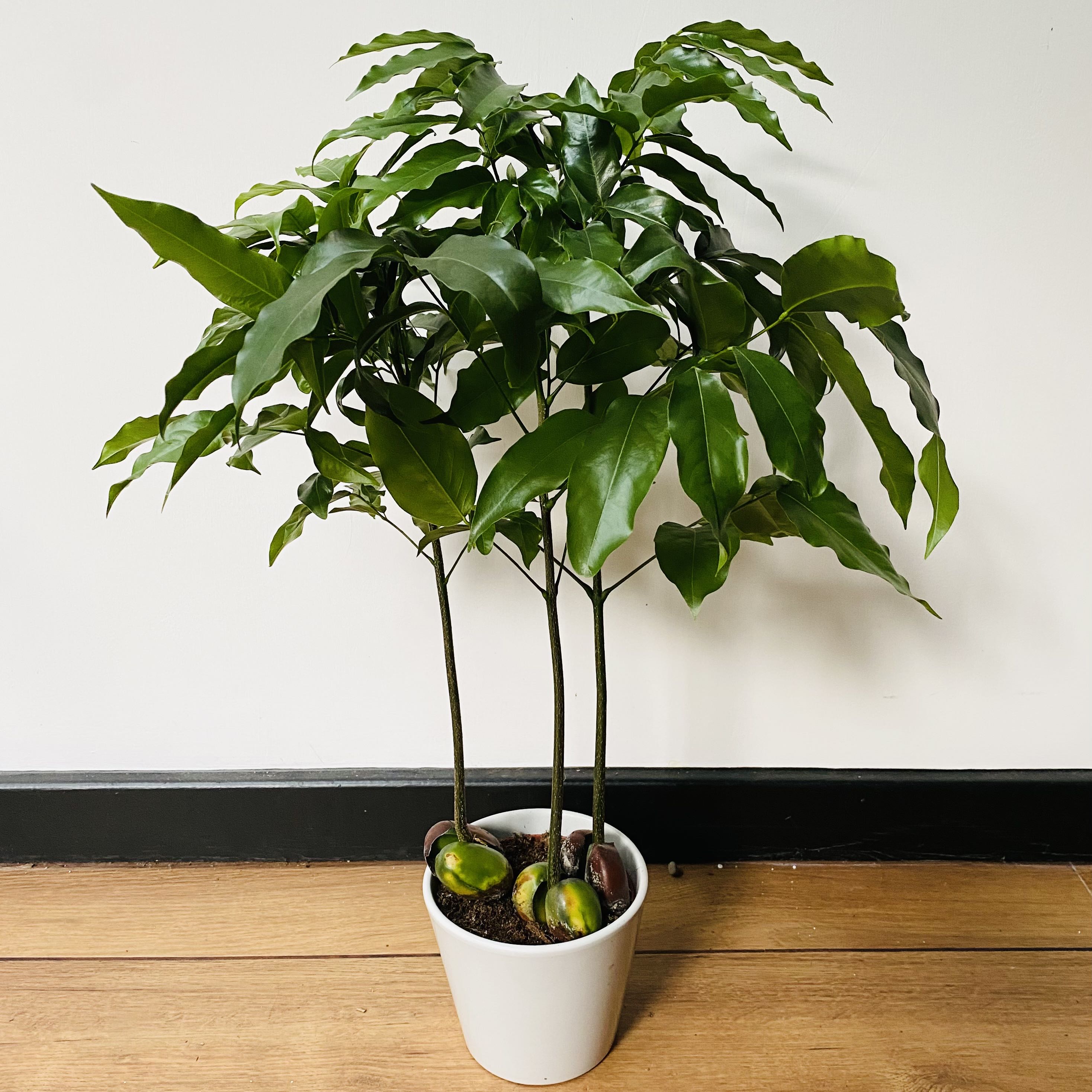 Potted Lucky Bean Tree with green leaves and visible soil.