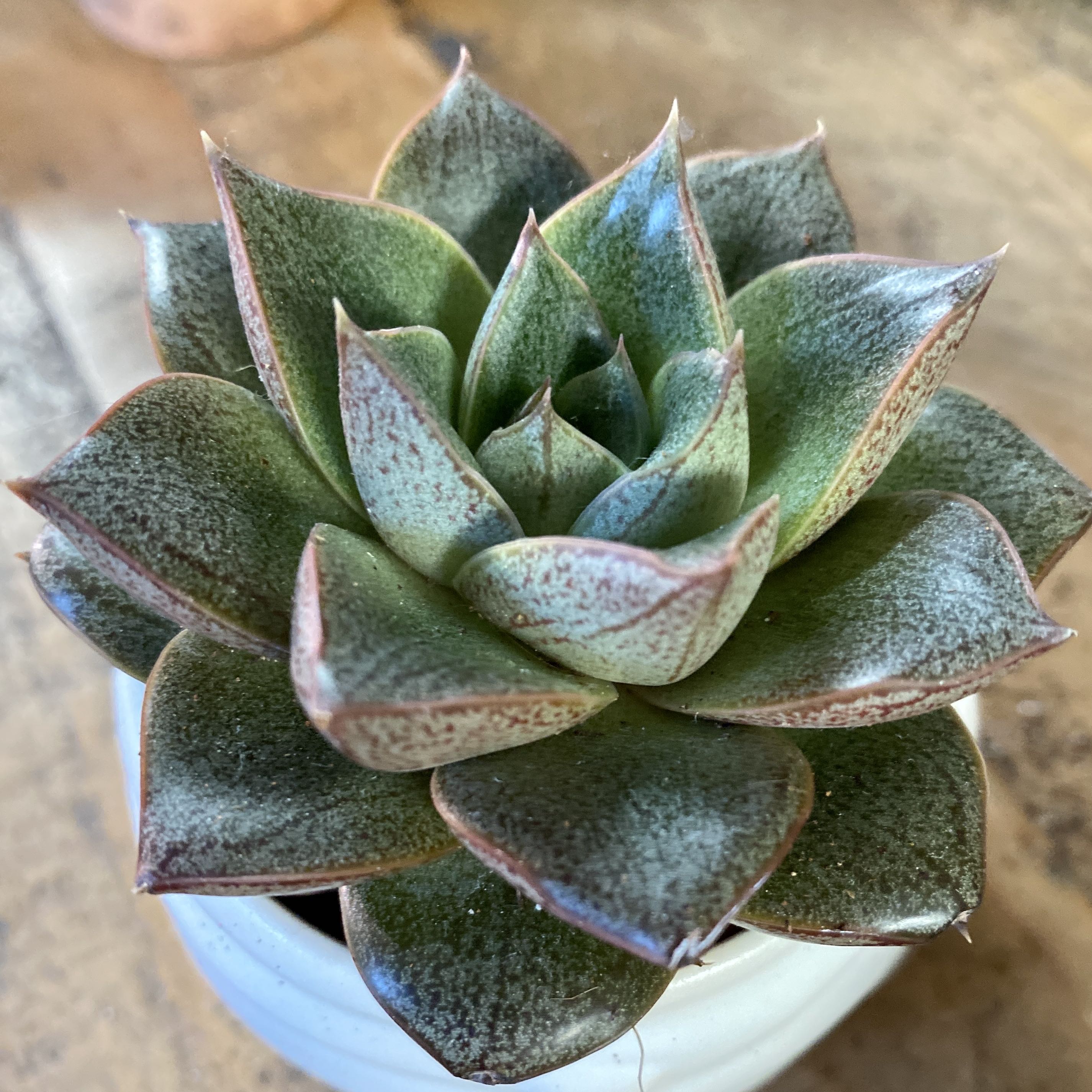 Photo of the plant species Echeveria purpusiorum by @MothGoblin named Rosie on Greg, the plant care app