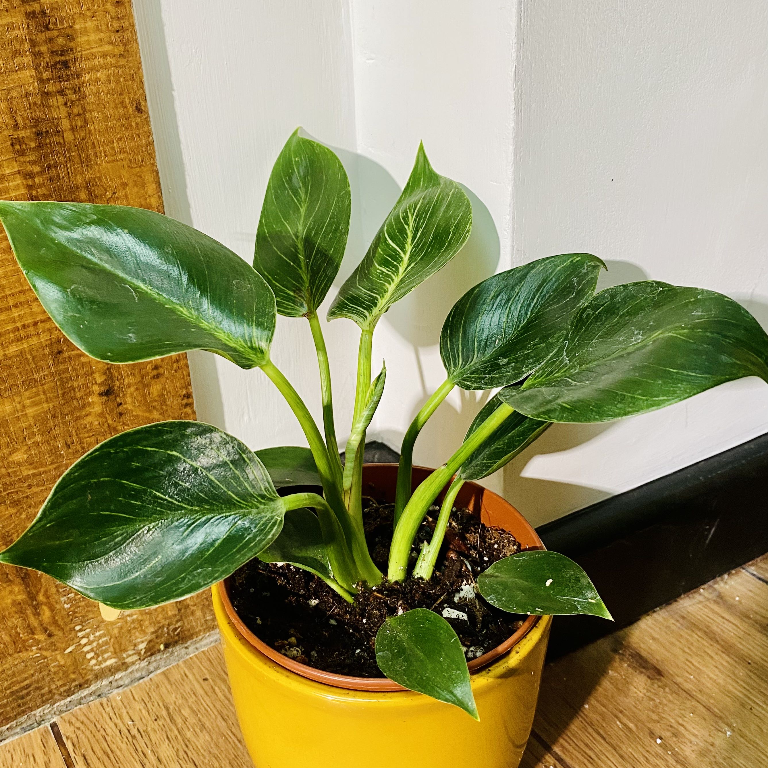 Photo of the plant species Philodendron Birkin by @MothGoblin named Bella on Greg, the plant care app