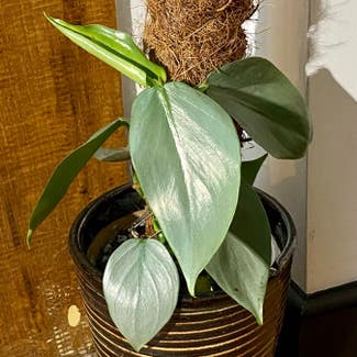 Philodendron Silver Dust plant in Dorset, England