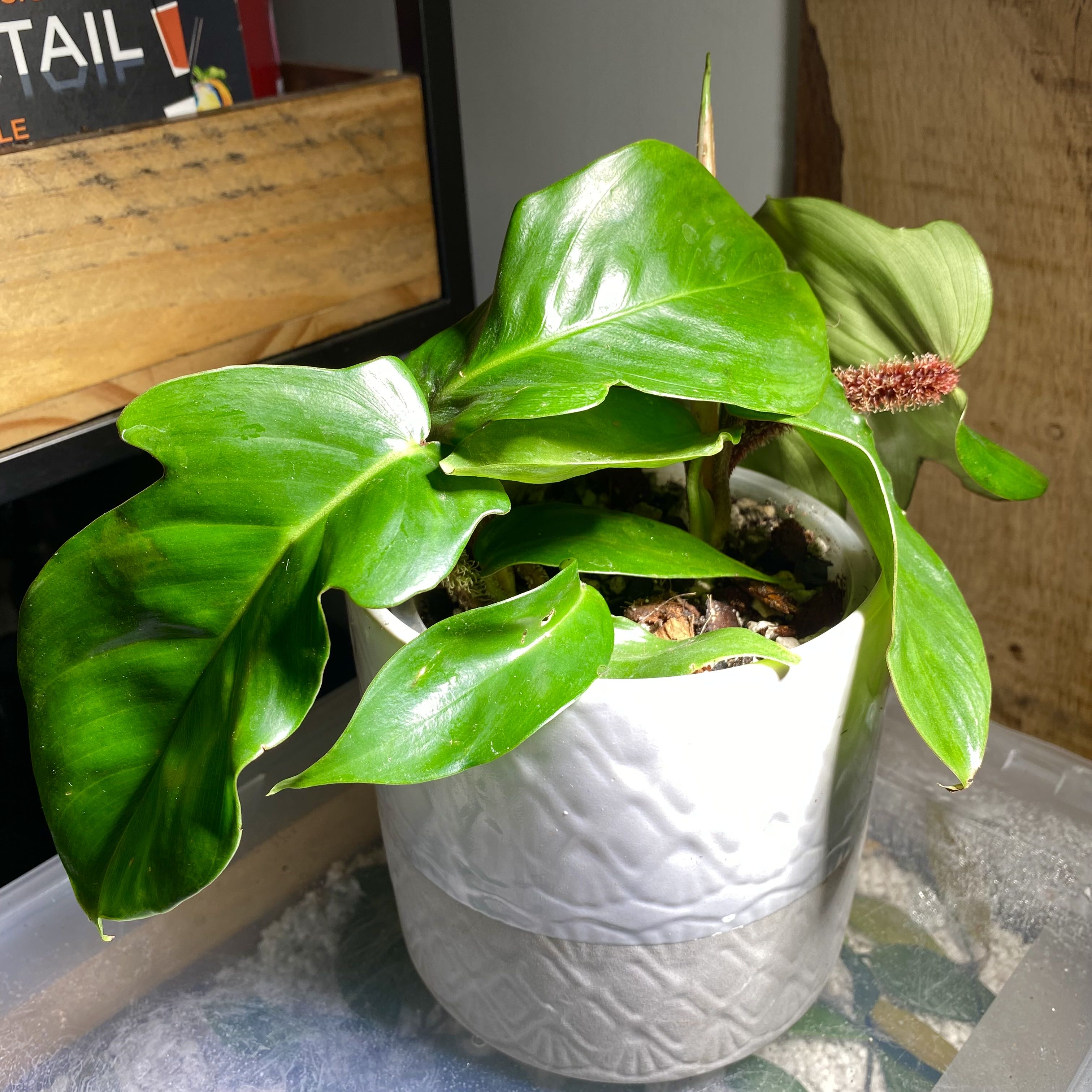 Potted Hairy Philodendron plant with vibrant green leaves in a white pot.