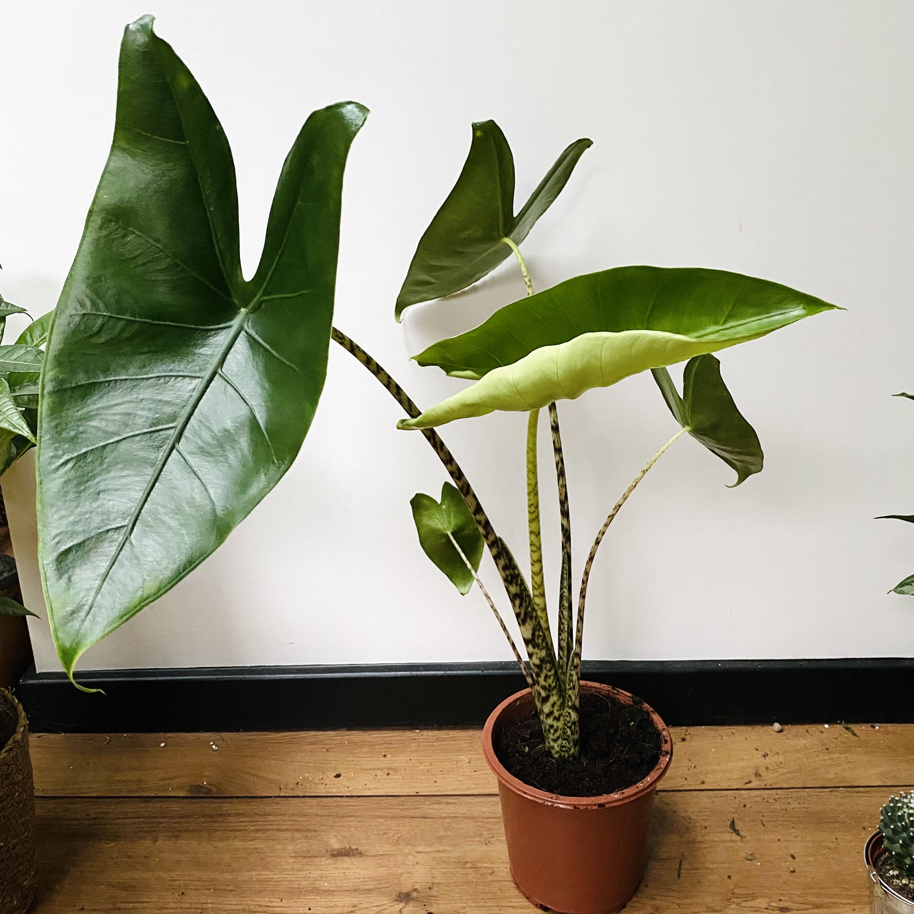 Photo of the plant species Zebra Elephant Ear by @MothGoblin named Zeebee on Greg, the plant care app