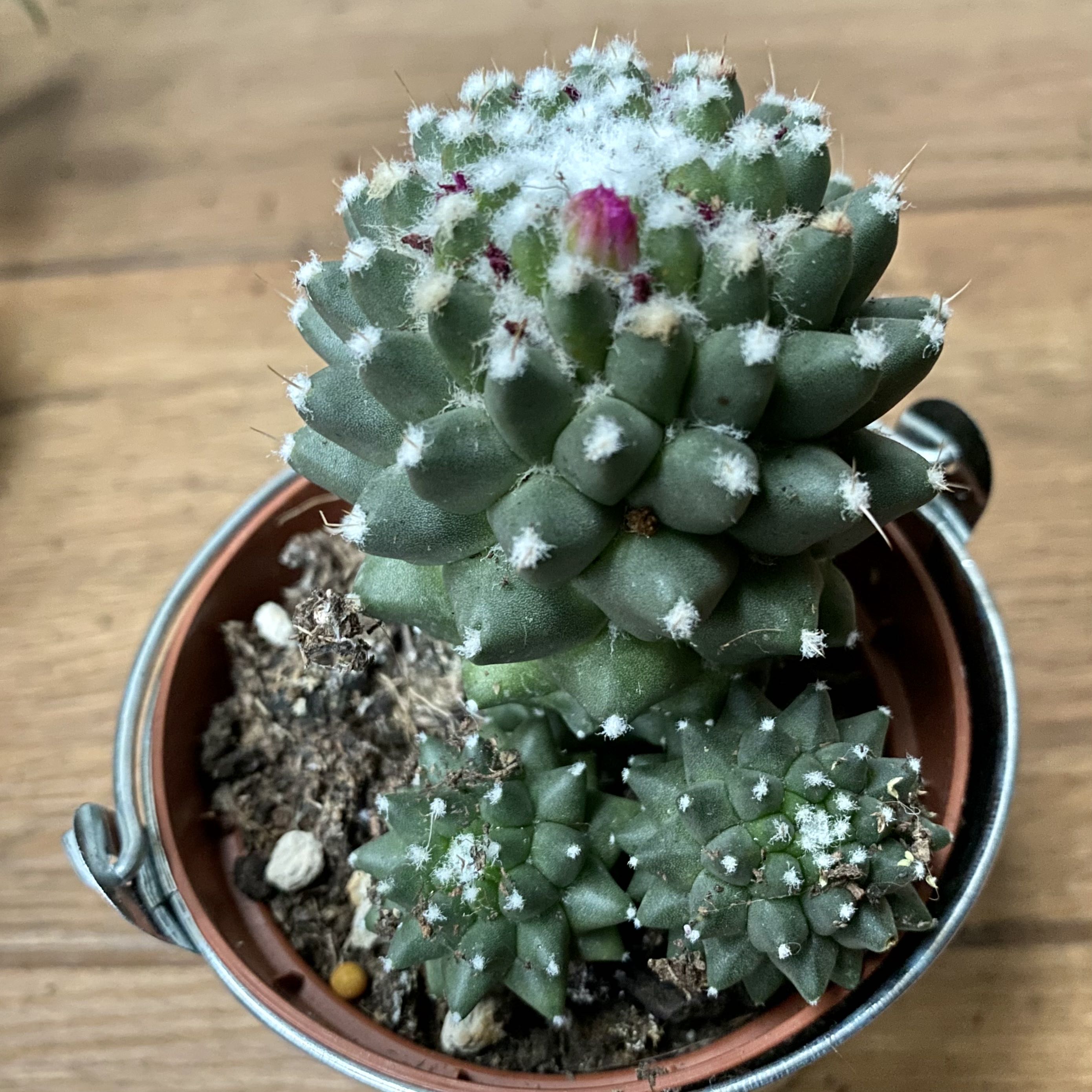 Photo of the plant species Mammillaria polythele 'Nuda' by @MothGoblin named Frosty on Greg, the plant care app