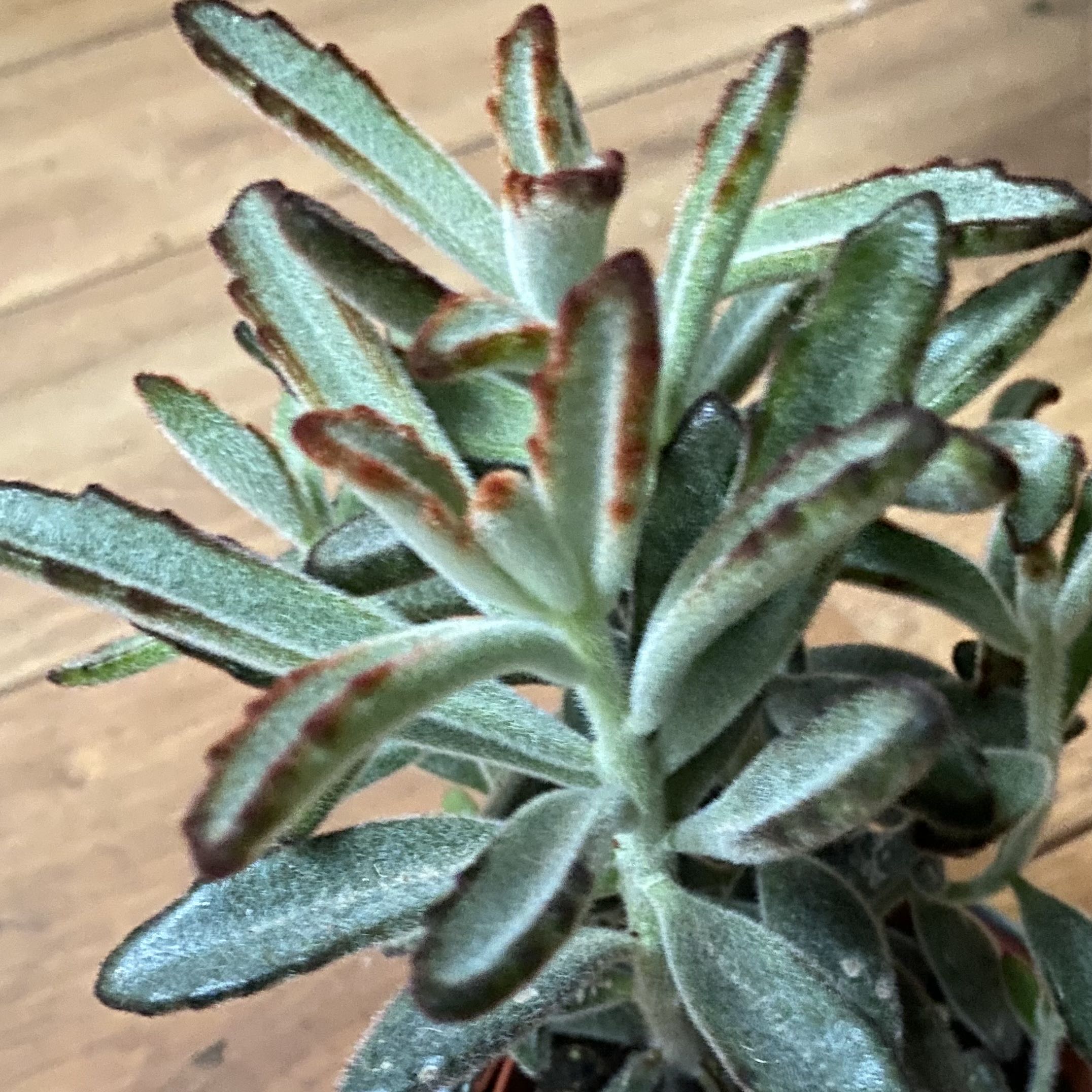 Photo of the plant species Panda Plant by @MothGoblin named Don’t Tell Bella! on Greg, the plant care app