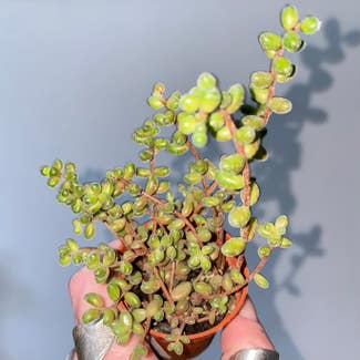Jelly Bean Plant plant in Dorset, England