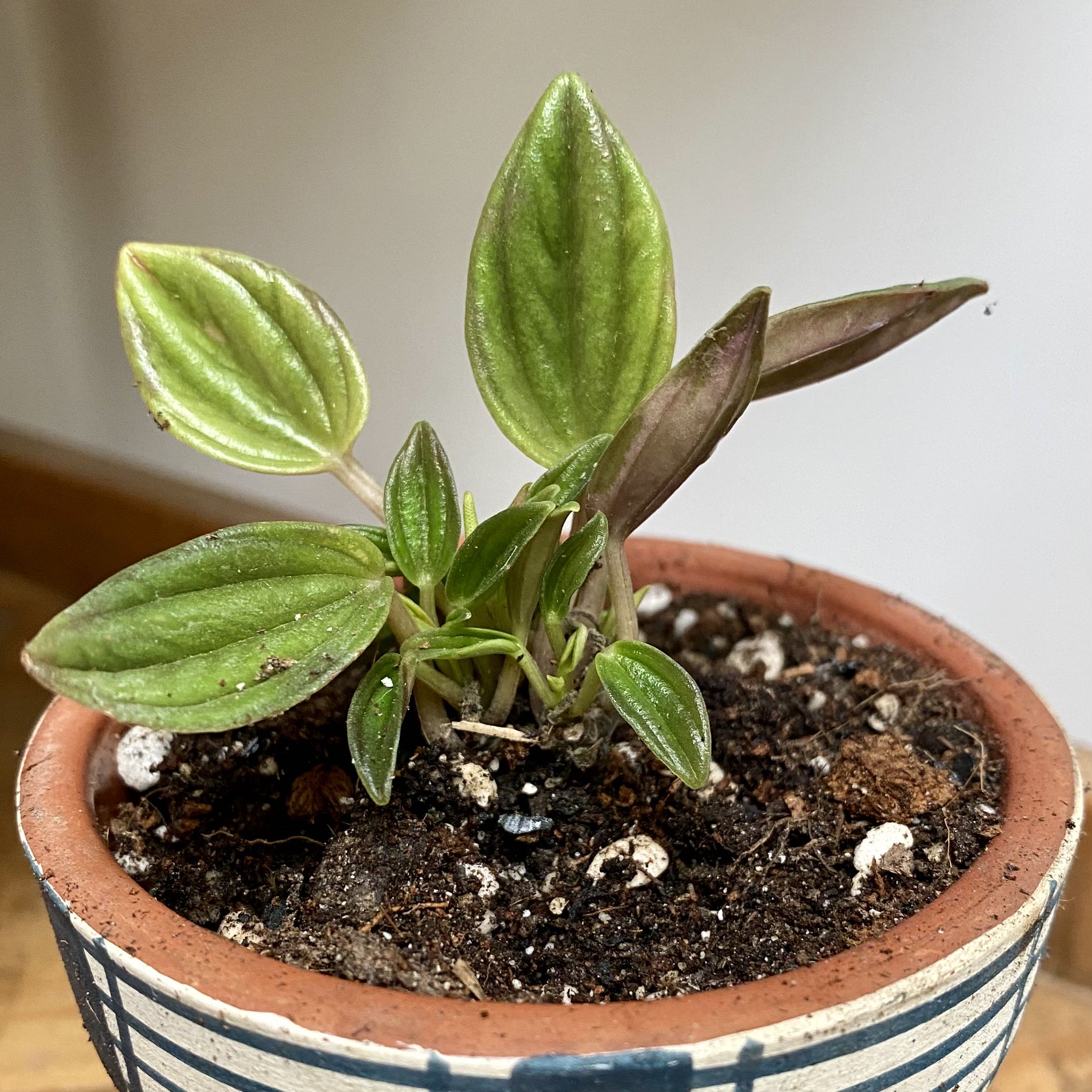 Peperomia 'Napoli Nights' plant in a pot with visible soil and healthy green leaves.