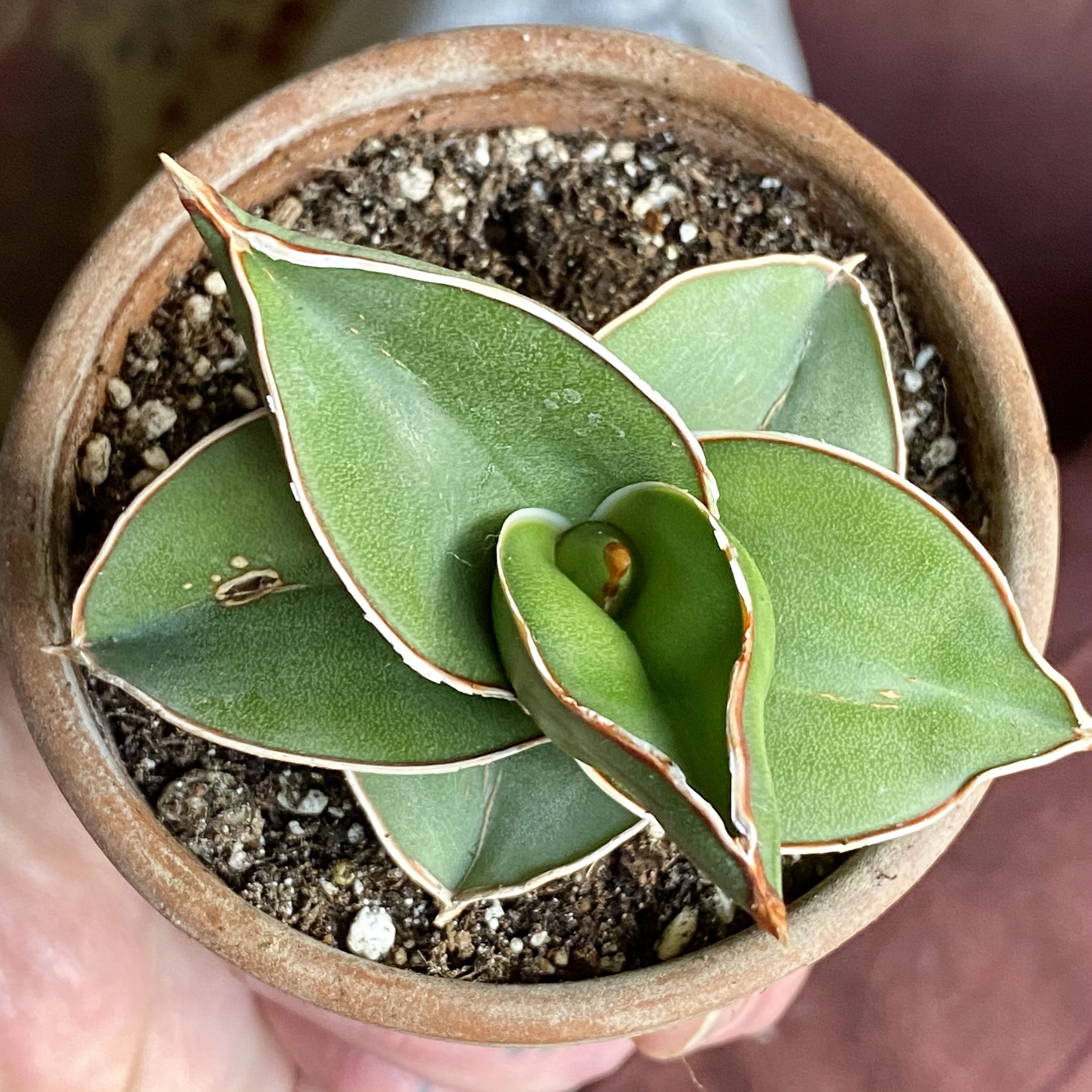 Samurai Dwarf Snake Plant in a small pot with some browning at the leaf edges.