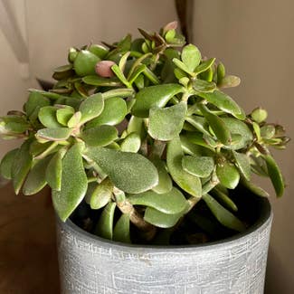 Silver Jade Plant plant in Dorset, England