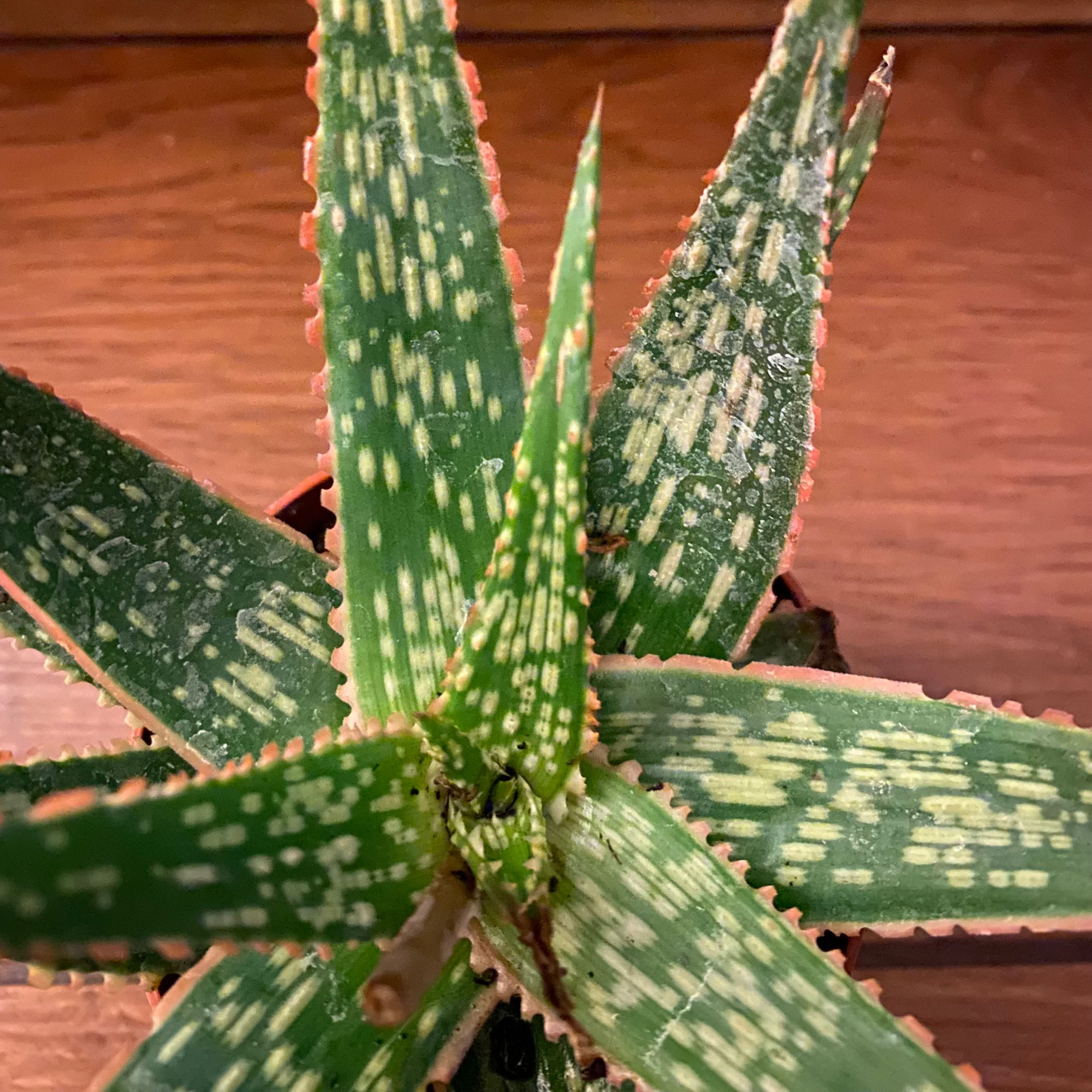 Pink Blush Aloe plant with green leaves and white spots, pinkish edges.