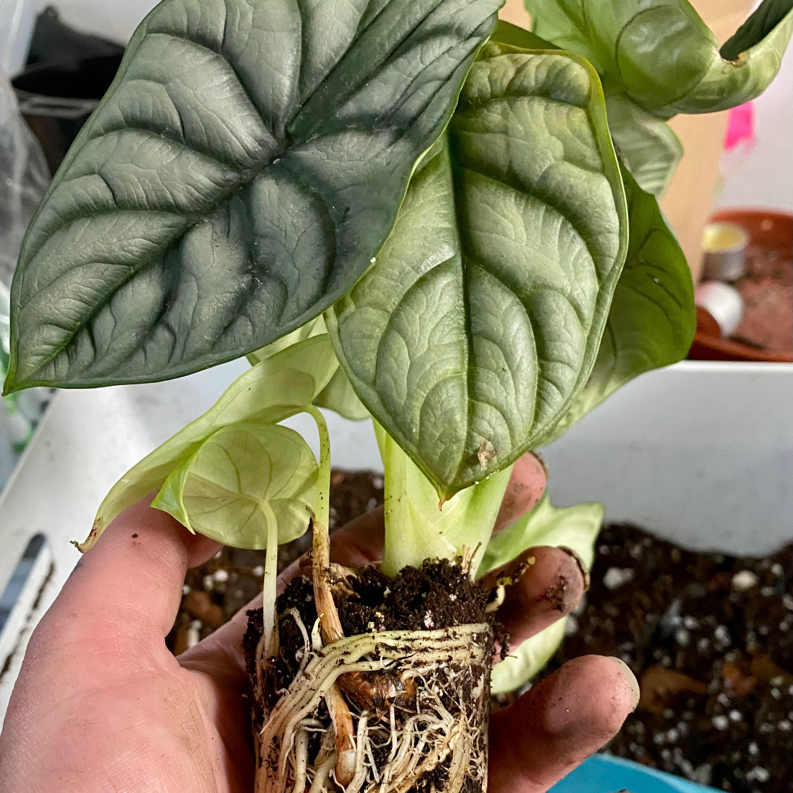 Alocasia nebula 'Imperialis' plant with healthy leaves and visible roots held by a hand.