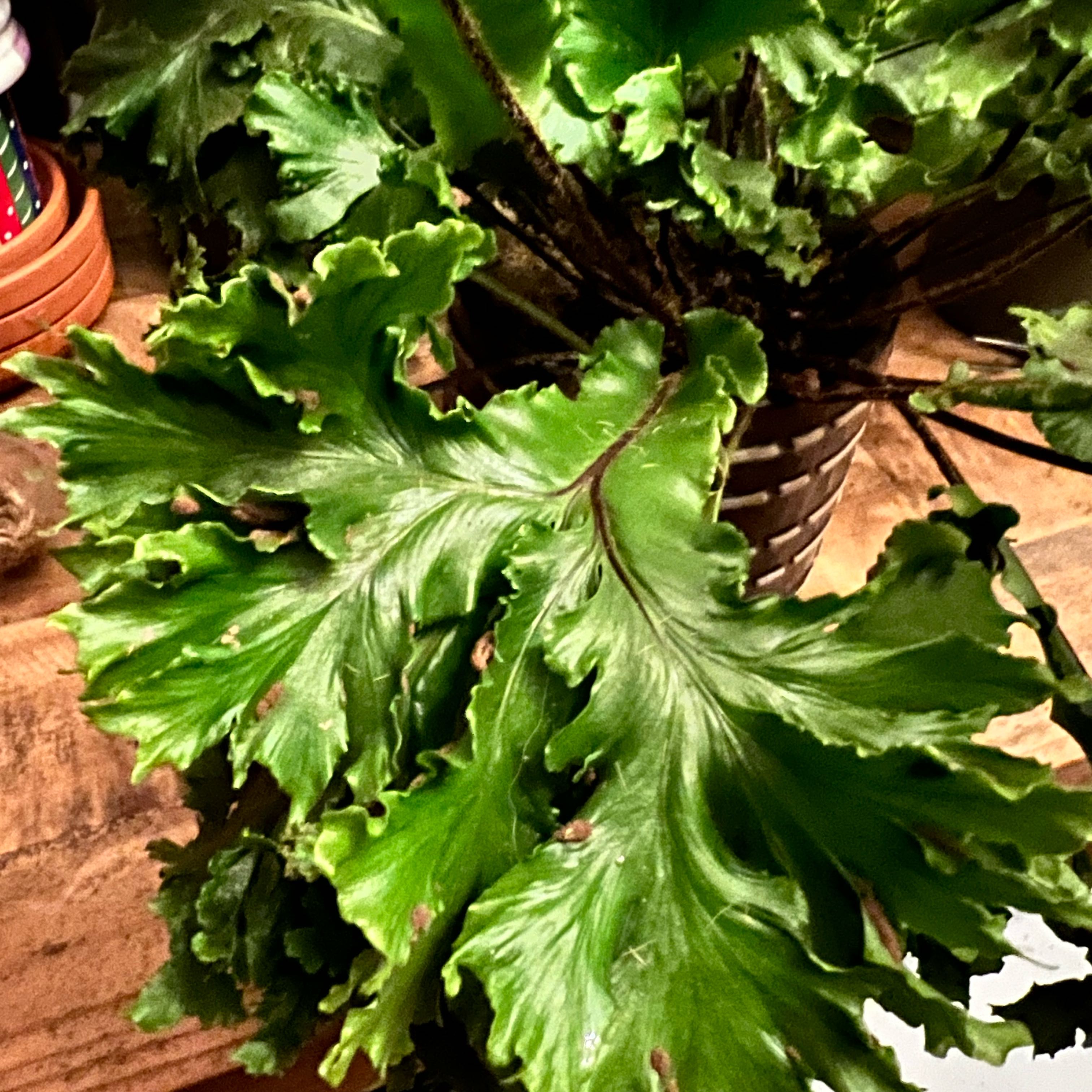 Photo of the plant species Leslie Bird's Nest Fern by @MothGoblin named Dewlishious!! on Greg, the plant care app