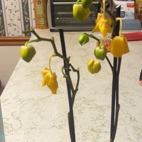 Photo of the plant species Crested Yellow Orchid by Gabrielle named Queen on Greg, the plant care app