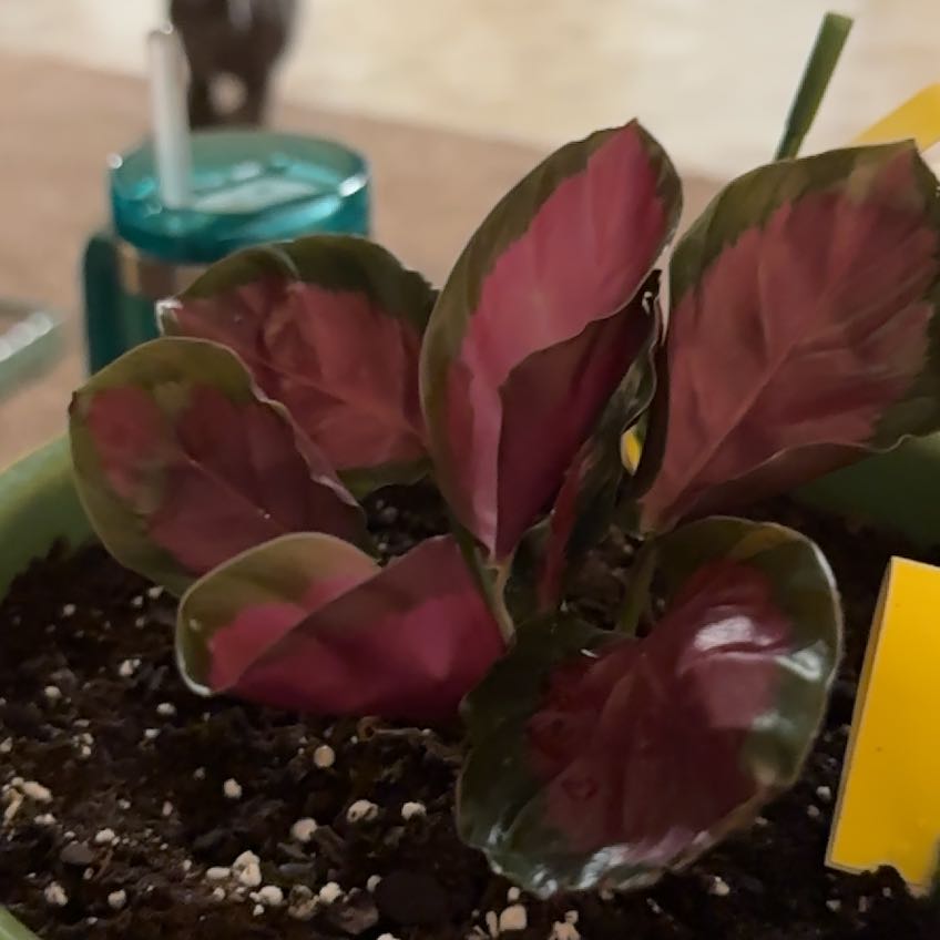 Photo of the plant species Rose Painted Calathea by @BestMyagrum1 named Old Rose on Greg, the plant care app