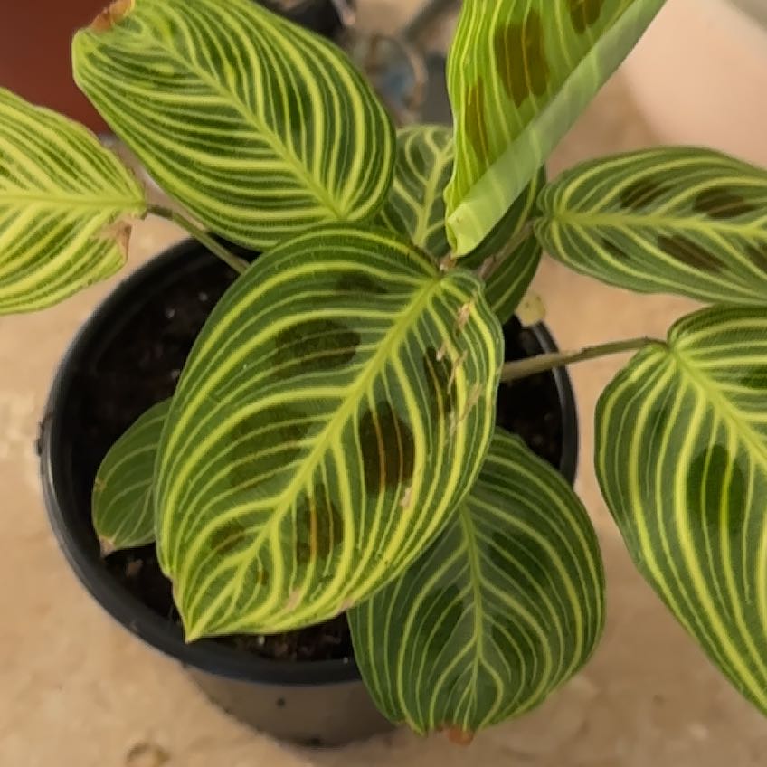 Photo of the plant species Maranta Light Veins by @BestMyagrum1 named Gold lines on Greg, the plant care app