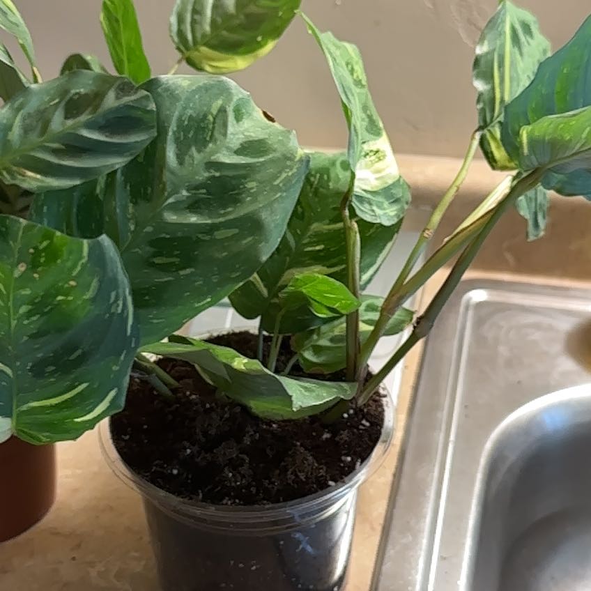 Photo of the plant species Siesta 'Say Grace' by @BestMyagrum1 named Bigleef Smalls on Greg, the plant care app