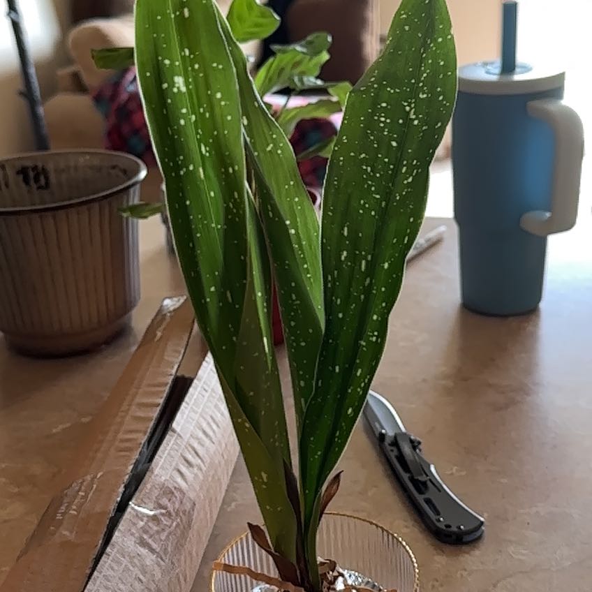 Photo of the plant species Spotted Cast Iron Plant by @BestMyagrum1 named Robert Plant on Greg, the plant care app