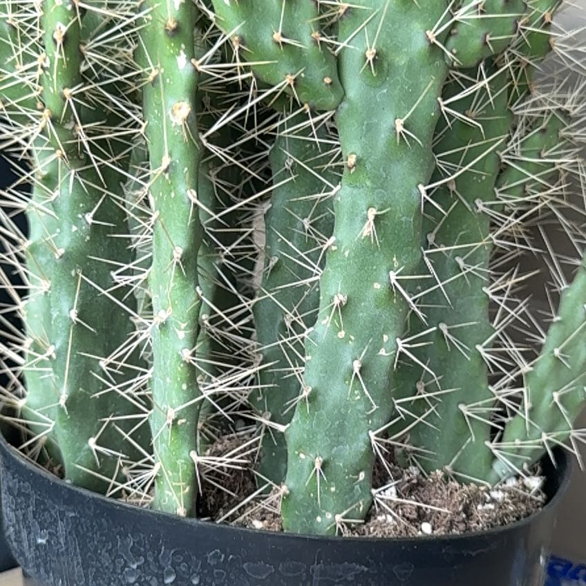 Photo of the plant species Consolea 'Slim Spiny' by @PetPignut34 named Sol on Greg, the plant care app