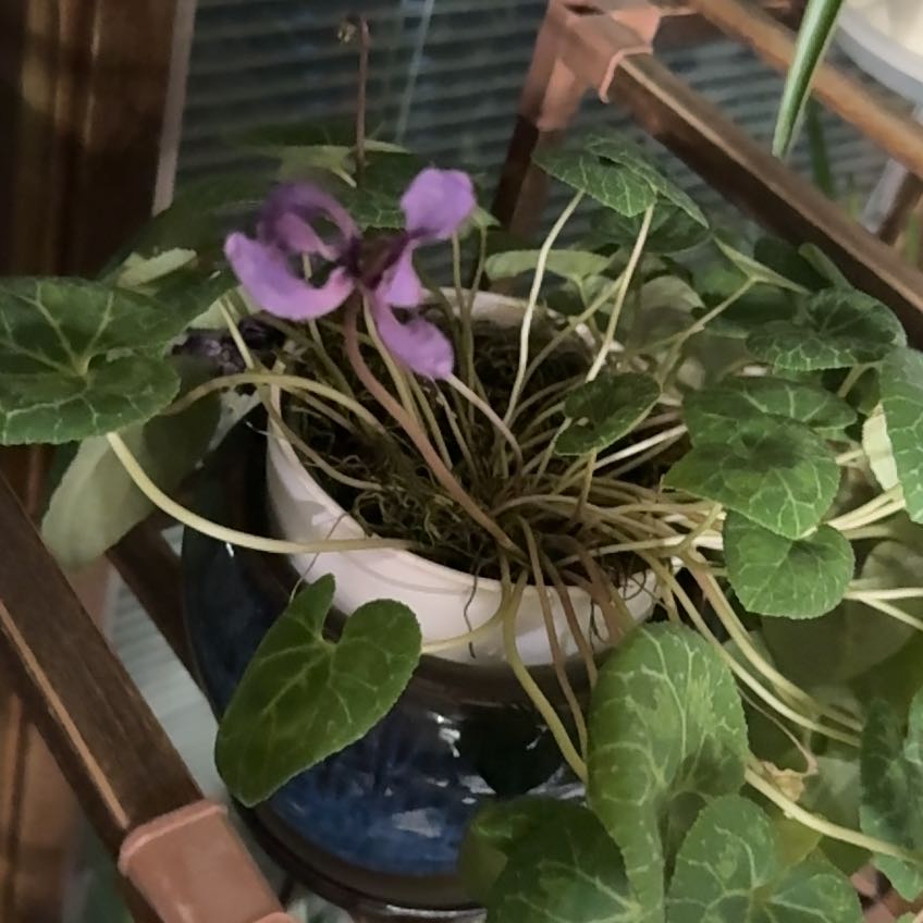 Photo of the plant species Cyclamen by @PetPignut34 named Sproutacus on Greg, the plant care app