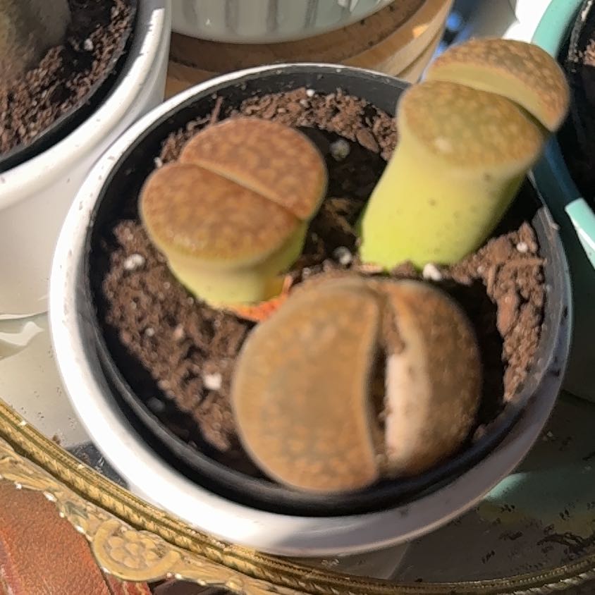 Photo of the plant species Stone Faces by @PetPignut34 named Prince on Greg, the plant care app