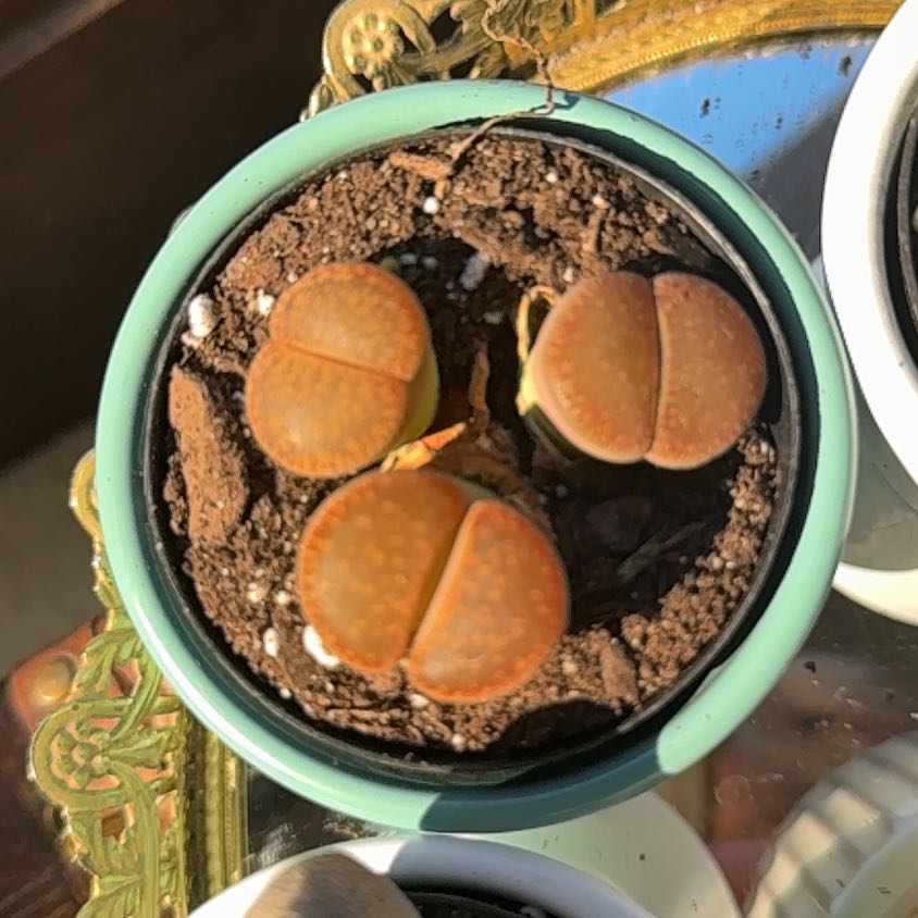 Photo of the plant species Stone Faces by @PetPignut34 named Elina on Greg, the plant care app