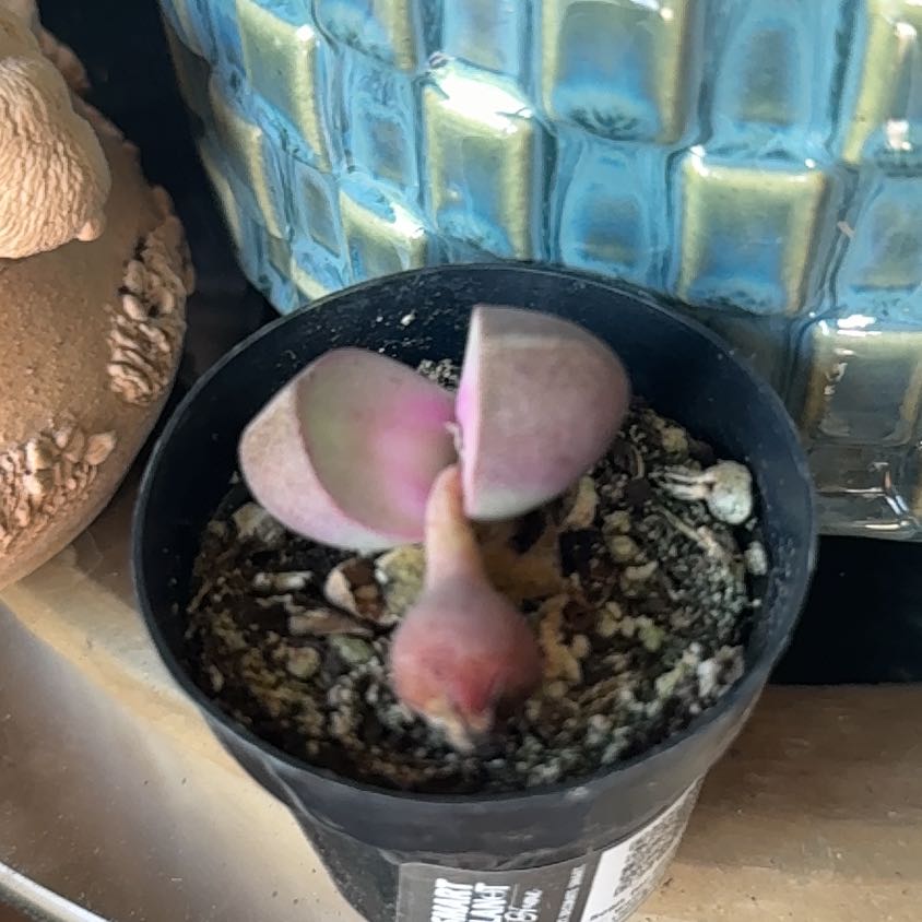 Photo of the plant species Royal Flush Split Rock by @PetPignut34 named Austen on Greg, the plant care app