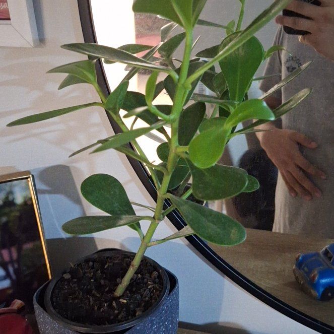 Photo of the plant species Clusia Rosea by @ZestBanksrose16 named Rose on Greg, the plant care app