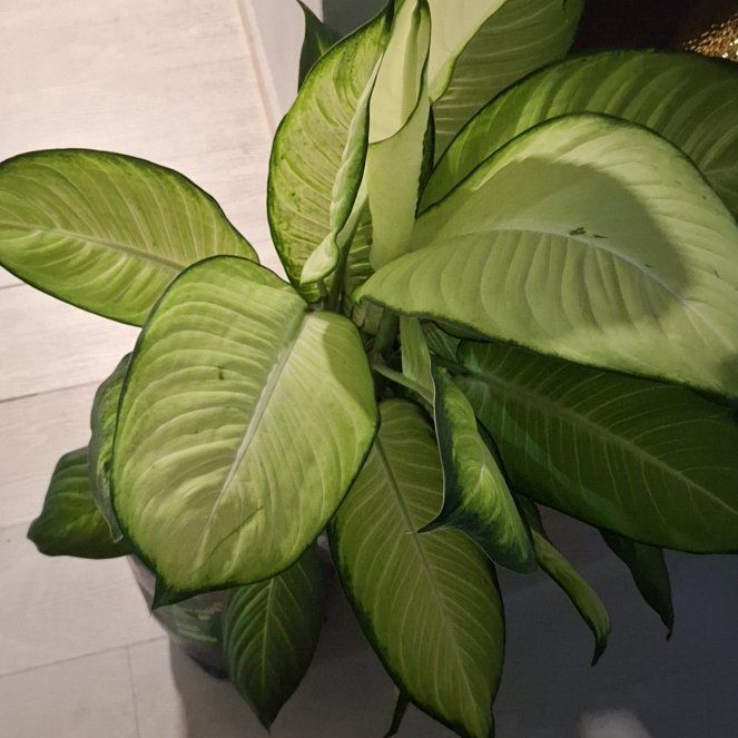 Photo of the plant species Dieffenbachia 'Honeydew' by @ZestBanksrose16 named Bianca on Greg, the plant care app