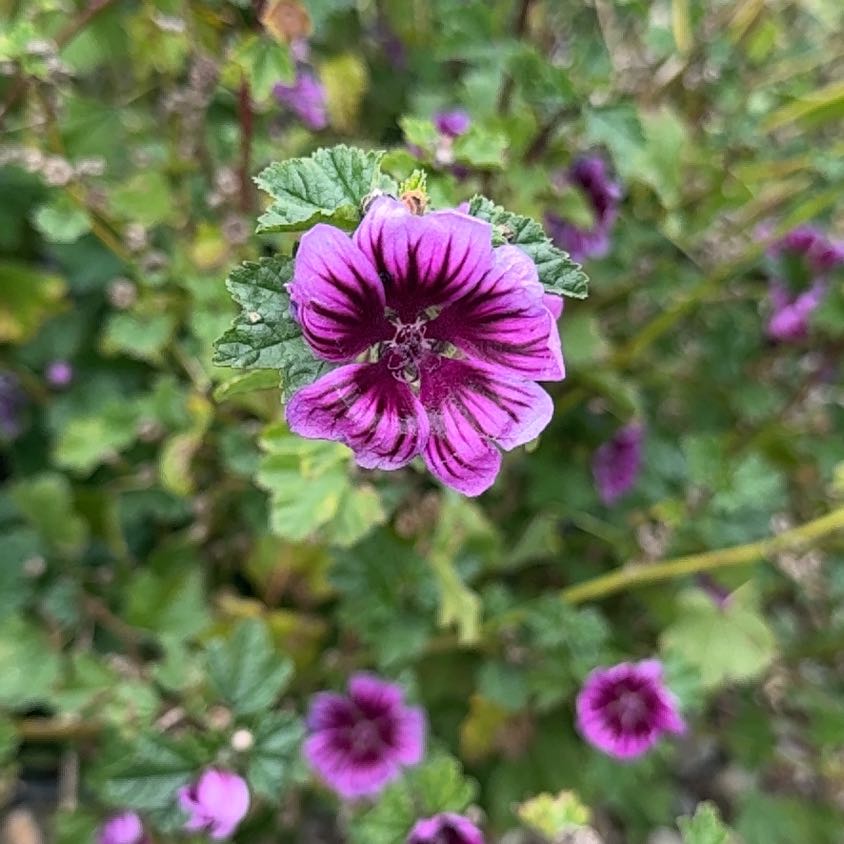 Photo of the plant species High Mallow by @PreciousNeem66 named Osmo on Greg, the plant care app
