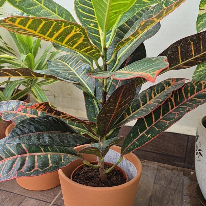 Croton