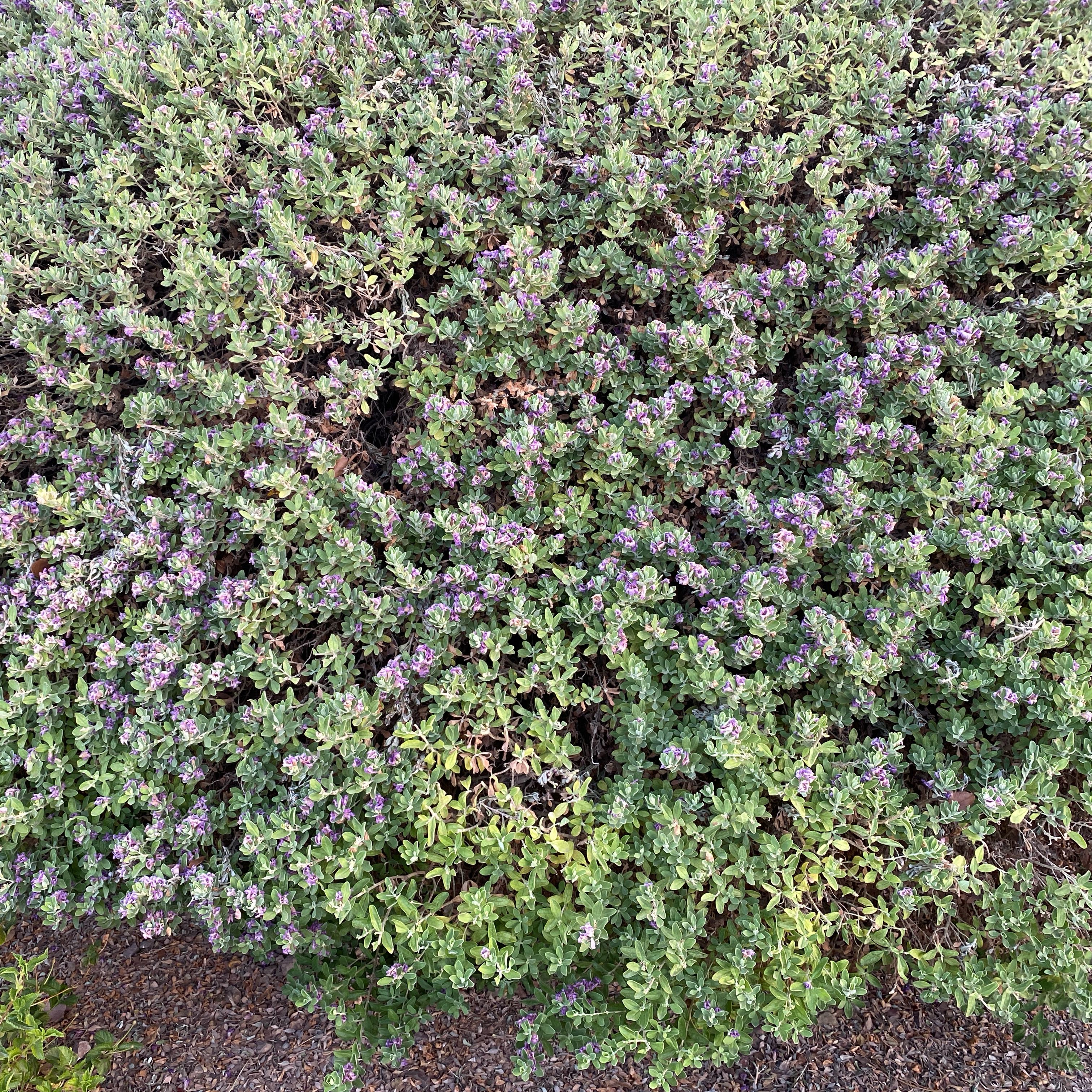 Photo of the plant species Texas Sage by @PureCocoplum78 named Dax on Greg, the plant care app