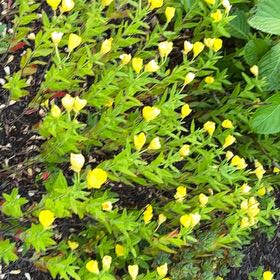 Photo of the plant species Baby Jump-Up by @AceLilac23 named Spike Leaves on Greg, the plant care app