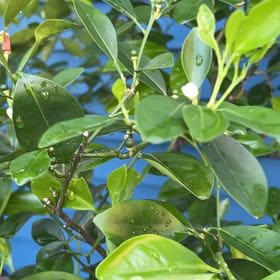 Photo of the plant species Inkberry by @AceLilac23 named ChloroPhil on Greg, the plant care app
