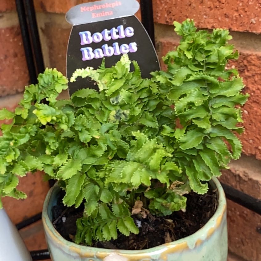 Photo of the plant species Emina Curly Boston Fern by @JazzedTerranium named Foxxy on Greg, the plant care app