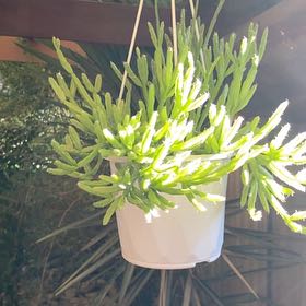 Photo of the plant species Rhipsalis spp. by @JazzedTerranium named Queen on Greg, the plant care app