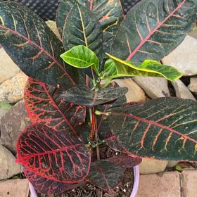 Photo of the plant species Croton Rina by @JazzedTerranium named Fernie Mercury on Greg, the plant care app
