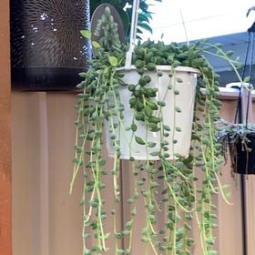 Photo of the plant species Angel Tears Varigated by @JazzedTerranium named Sanders on Greg, the plant care app