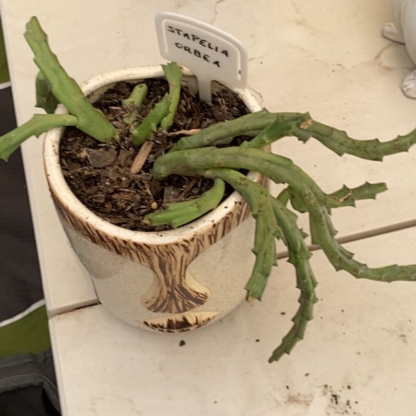 Photo of the plant species Stapelia Orbea Hardyi by @JazzedTerranium named Tupot amaroot on Greg, the plant care app