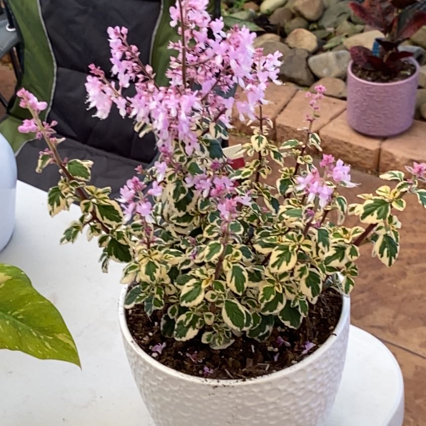 Photo of the plant species Hemizygia candy kisses by @JazzedTerranium named Sigmund on Greg, the plant care app