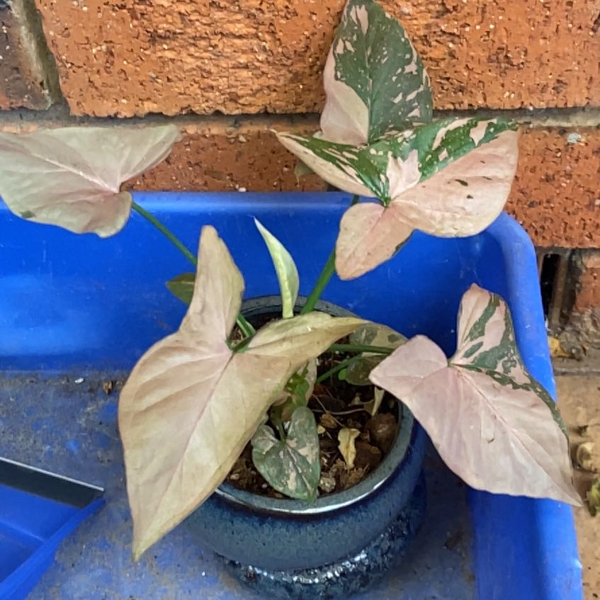 Photo of the plant species Syngonium 'Pink Spot' by @JazzedTerranium named Terra on Greg, the plant care app
